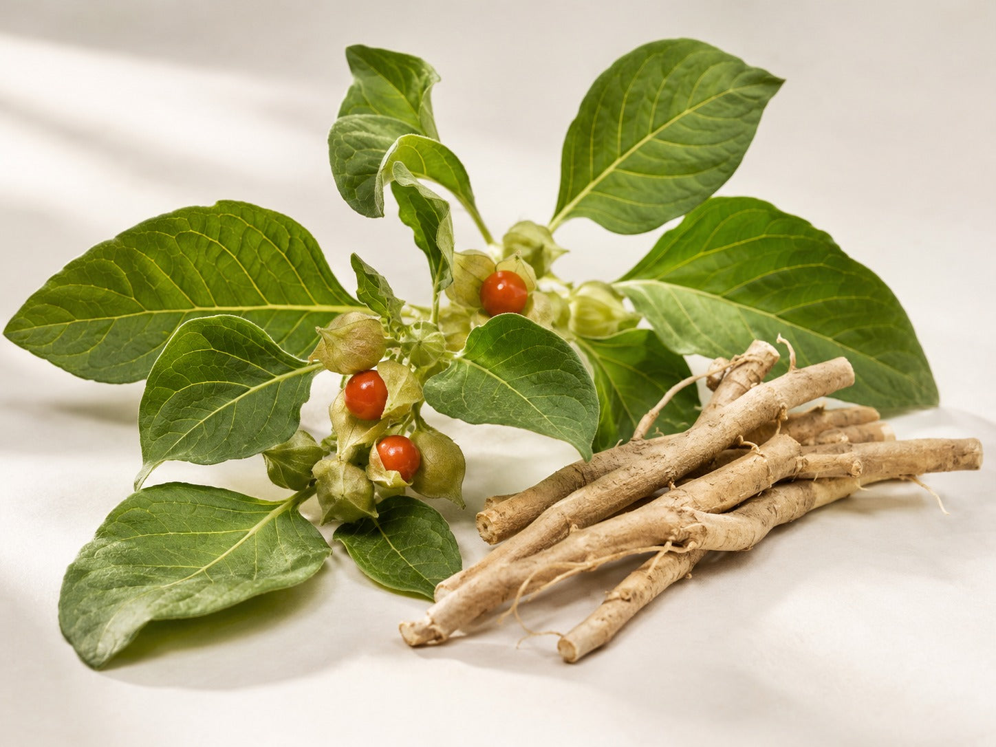 Ashwagandha Withania somnifera con raíz, hojas y frutos rojo-anaranjados, planta de la que se obtiene Sensoril, extracto estandarizado presente en Hair Boost.